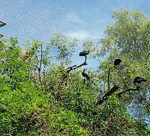 Großvoliere mit Vögeln