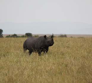 Masai Mara