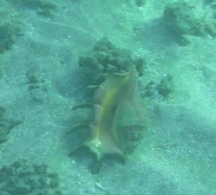 Подводный мир возле отеля