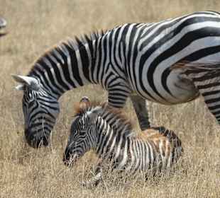 Zebrafamilie