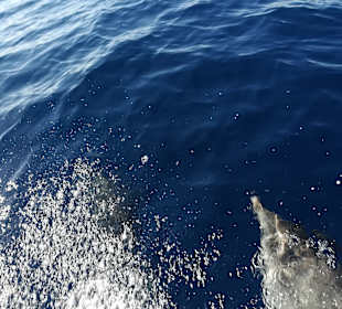 Delfintour Morro Jable