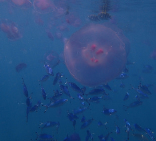 Schnorcheln Marsa Alam