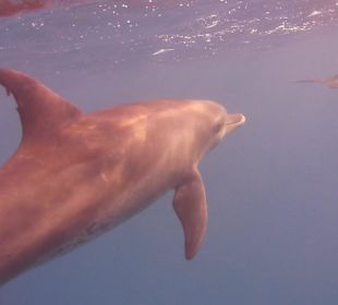 Delfinausflug mit Mo