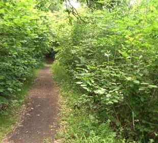 Wanderweg - Alter Steinbruch Pfaffenberg Runde