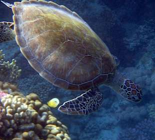 Schildkröte