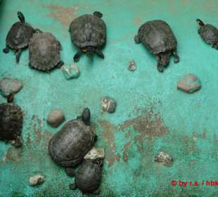 Schildkröten-Familie