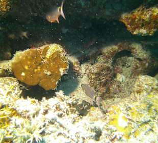 Tauchen bei der DiveConnection über Oototo gebucht