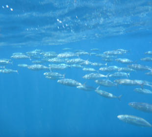 Noch mehr Fische