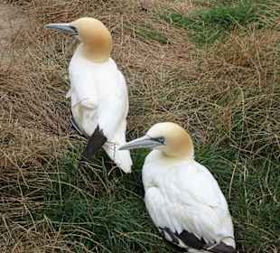 Bei den Meeresvögeln im Zoo am Meer