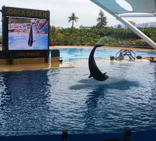 Orca Show