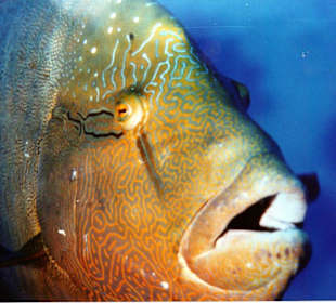 Unterwasserbegegnung mit " Napoleon "