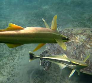 Schiffshalter Fisch