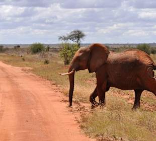 Elefant im Tsavo Ost