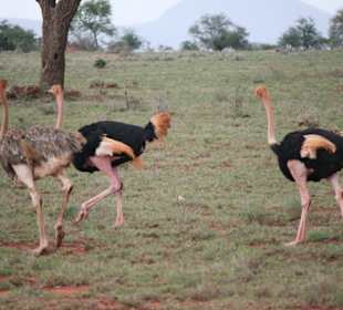 Safari African Bush & Beach Adventures Ltd