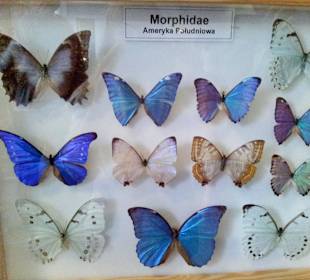 Palmiarnia Poznańska