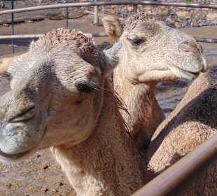 Опять эти туристы...