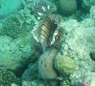 Schnorcheln Makadi Bay	