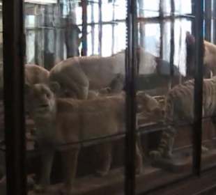 Naturhistorisches Museum