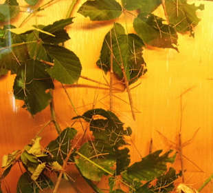 WildparkImpression September 2013