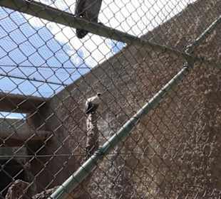 Malta Falconry Centre