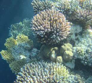 Schnorcheln Marsa Alam