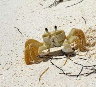 Strandkrabbe