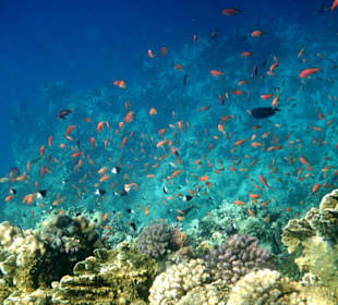 Fischschwarm beim Schnorcheln