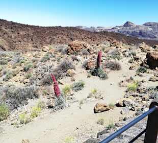 Teide Nationalpark 