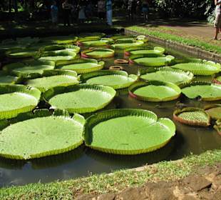 Im Botanischen Garten
