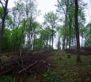 Gegend am Walberla