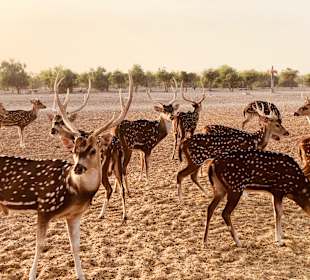 Sir Bani Yas Safari Costa Cruise
