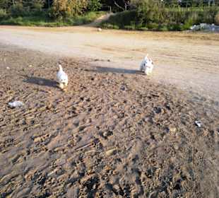 Der Hundestrand dei Pini