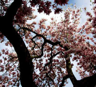 Große Magnolienbäume
