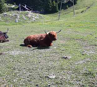 Restaurant Wildmoos Alm