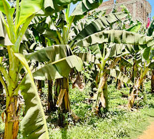 Banana Island