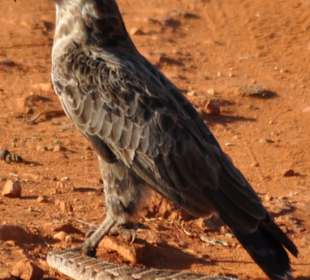 Tsavo East National Park 