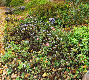 Цветы конца октября на променаде.