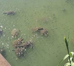 Strandpromenade Evrenseki