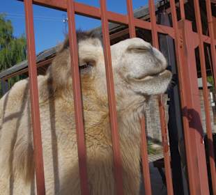 В Белгородском зоопарке
