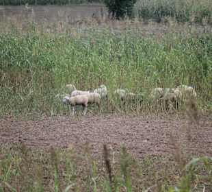 Azienda Agricola Arena Carmelo
