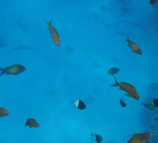 Schnorcheln Abu Dabbab