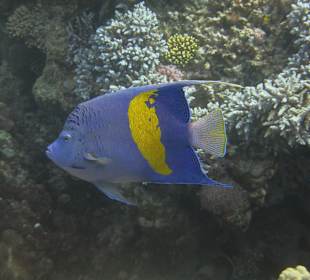 Hotel Gorgonia Beach