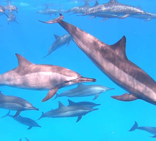 Delfinschwimmen Sataya Reef (Dolphin House)