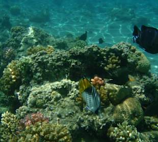 Einige Schnorchel Bilder am Strand