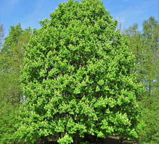 Spaziergang durch den Walter-Peters-Park