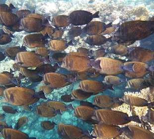Schnorcheln El Gouna	