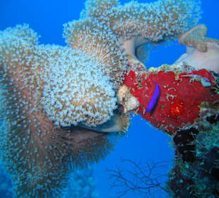 Hausriff Brayka Bay Resort