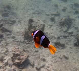 Unterwasserwelt Musandam
