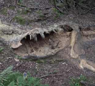 Dinosaurier Museum Altmühltal