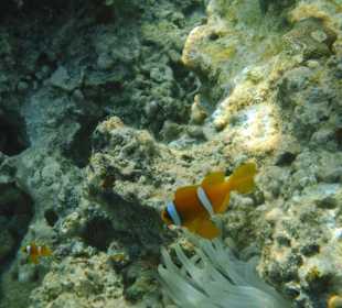 Mama Nemo mit Baby